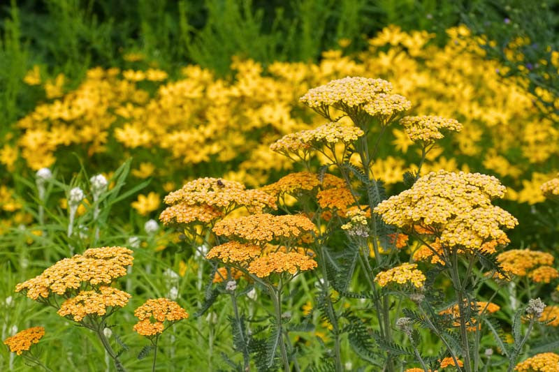 Gelb Achillea Millefolium Blumensamen zur Aussaat – Halbschatten verträglich – Traditionssorte & ohne Gentechnik Samen Hausgarten