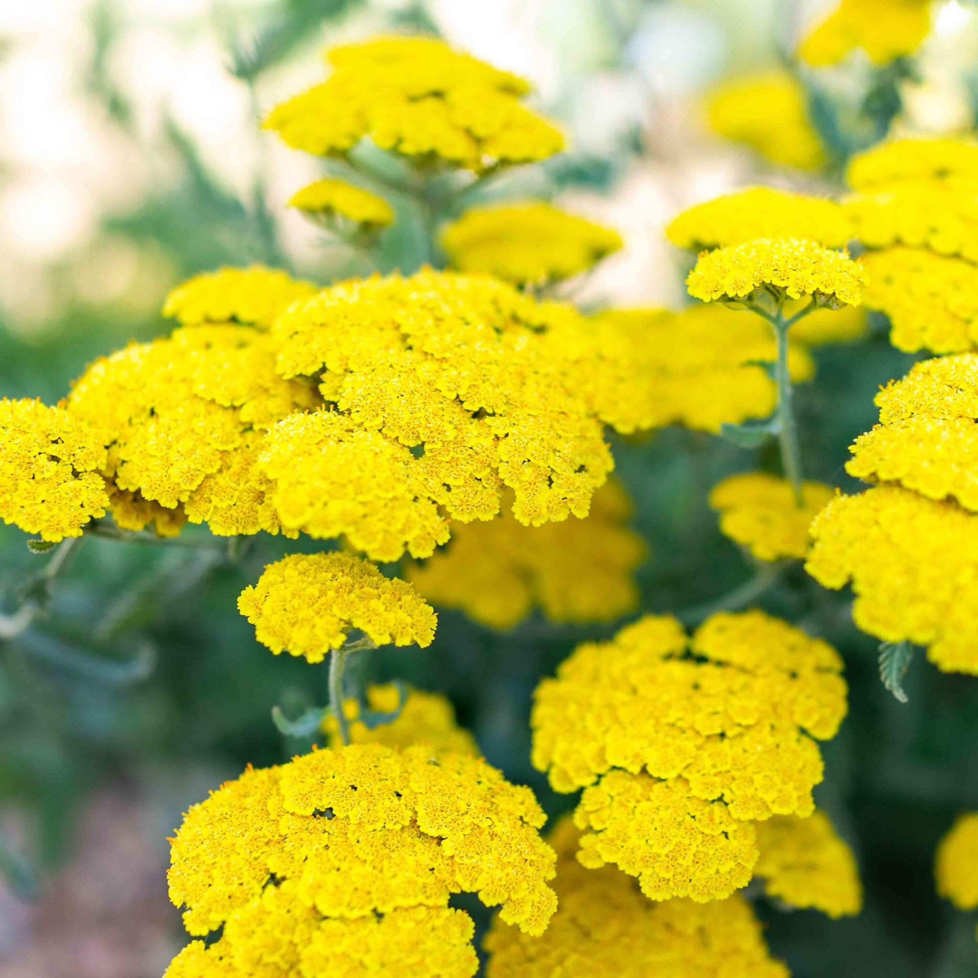 Achillea gelb blooms in home garten
