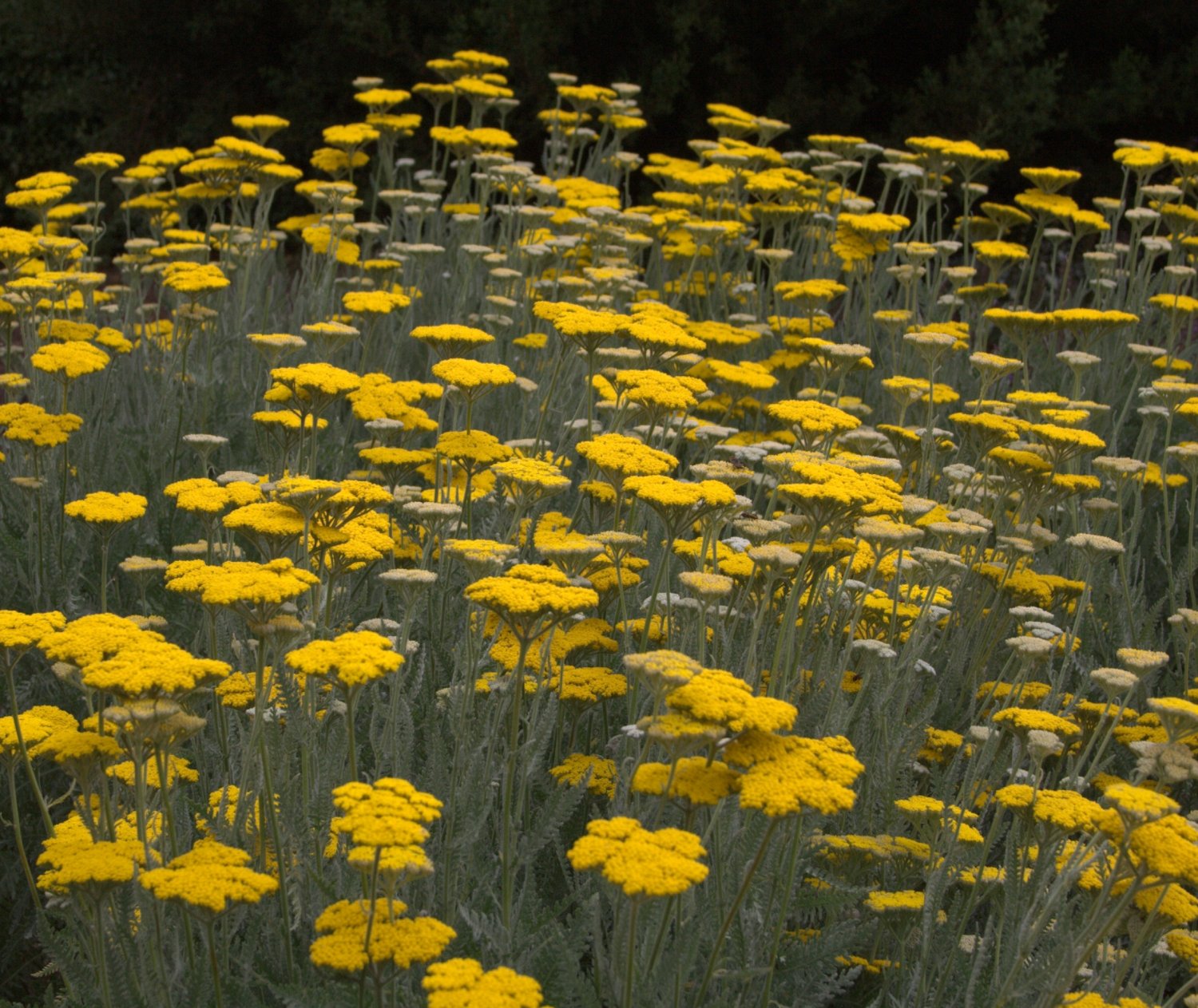 Gelb Achillea Blumensamen zur Aussaat – hochwertige Qualitäts- – Traditionssorte & ohne Gentechnik Samen Hausgarten
