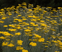 Gelb Achillea Blumensamen zur Aussaat – hochwertige Qualitäts- – Traditionssorte & ohne Gentechnik Samen Hausgarten