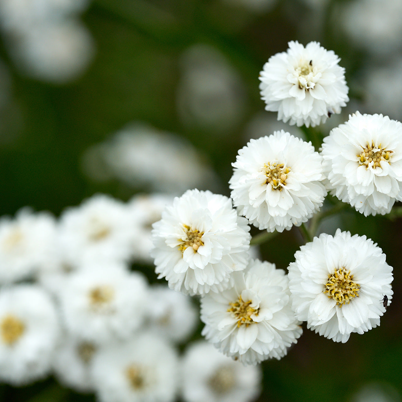 Weiß Ptarmica Blumensamen zur Aussaat – leuchtend – Traditionssorte & ohne Gentechnik Samen Hausgarten
