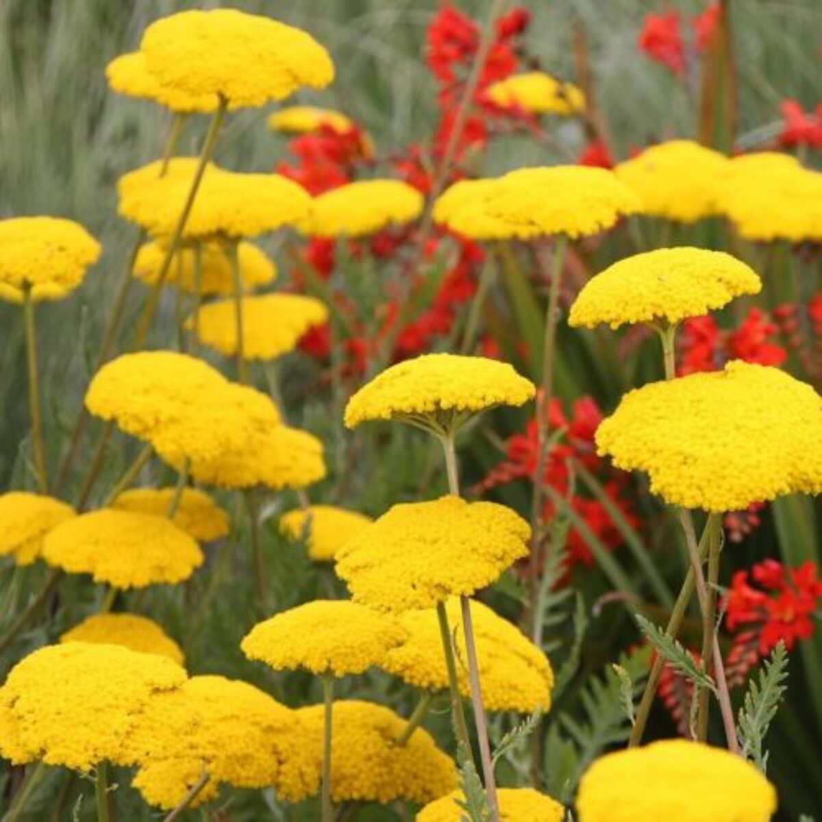Gelb Achillea Blumensamen zur Aussaat – leuchtend Blüten – Traditionssorte & ohne Gentechnik Samen Hausgarten