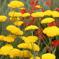 Gelb Achillea Blumensamen zur Aussaat – leuchtend Blüten – Traditionssorte & ohne Gentechnik Samen Hausgarten