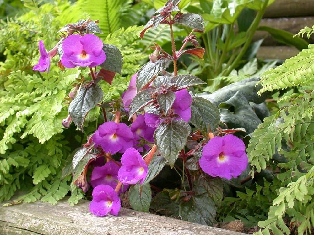 Achimenes lavender blumen in garten – bright and elegant blooms