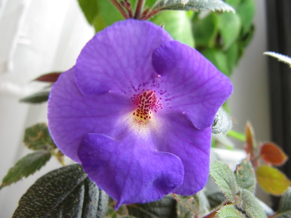 Achimenes limoncello lavender in hanging basket – shaded garten display
