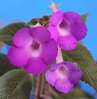 Achimenes limoncello lavender blume samen for anpflanzung – elegant garten blooms