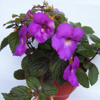 Achimenes anpflanzung guide – how to grow limoncello lavender variety