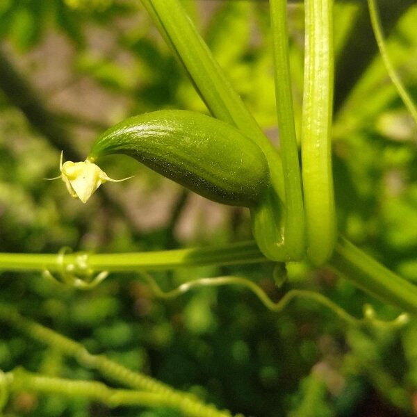 Semi di Cyclanthera per piantare facilmente gli ortaggi