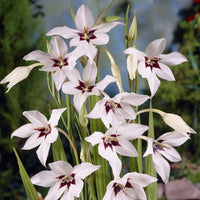 Acidanthera Blumensamen zur Aussaat duftend Blüten Traditionssorte & ohne Gentechnik Samen Hausgarten