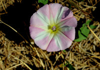 Ackerwinde Blumensamen zur Aussaat lang Blüte Saison Traditionssorte & ohne Gentechnik Samen Hausgarten