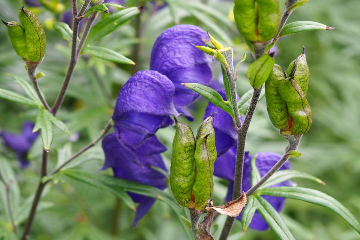 Aconite Blumensamen Aussaat Leitfaden: Expert Tips Successful Wuchs