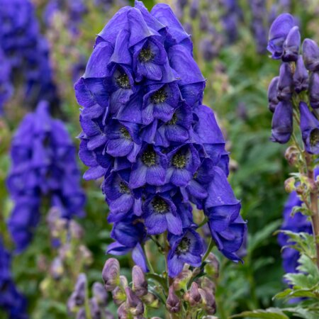 Aconitum Blumensamen zur Aussaat – ideal Rabatten – Traditionssorte & ohne Gentechnik Samen Hausgarten