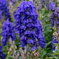 Aconitum Blumensamen zur Aussaat – ideal Rabatten – Traditionssorte & ohne Gentechnik Samen Hausgarten