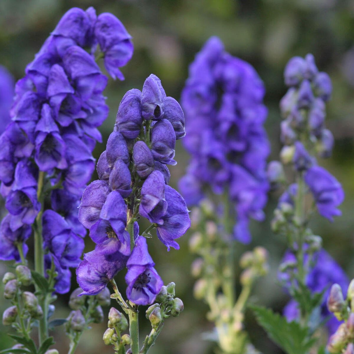 Close-up of blau aconitum carmichaelii blooms