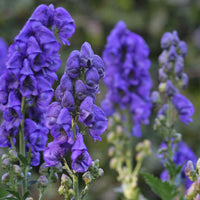 Close-up of blau aconitum carmichaelii blooms