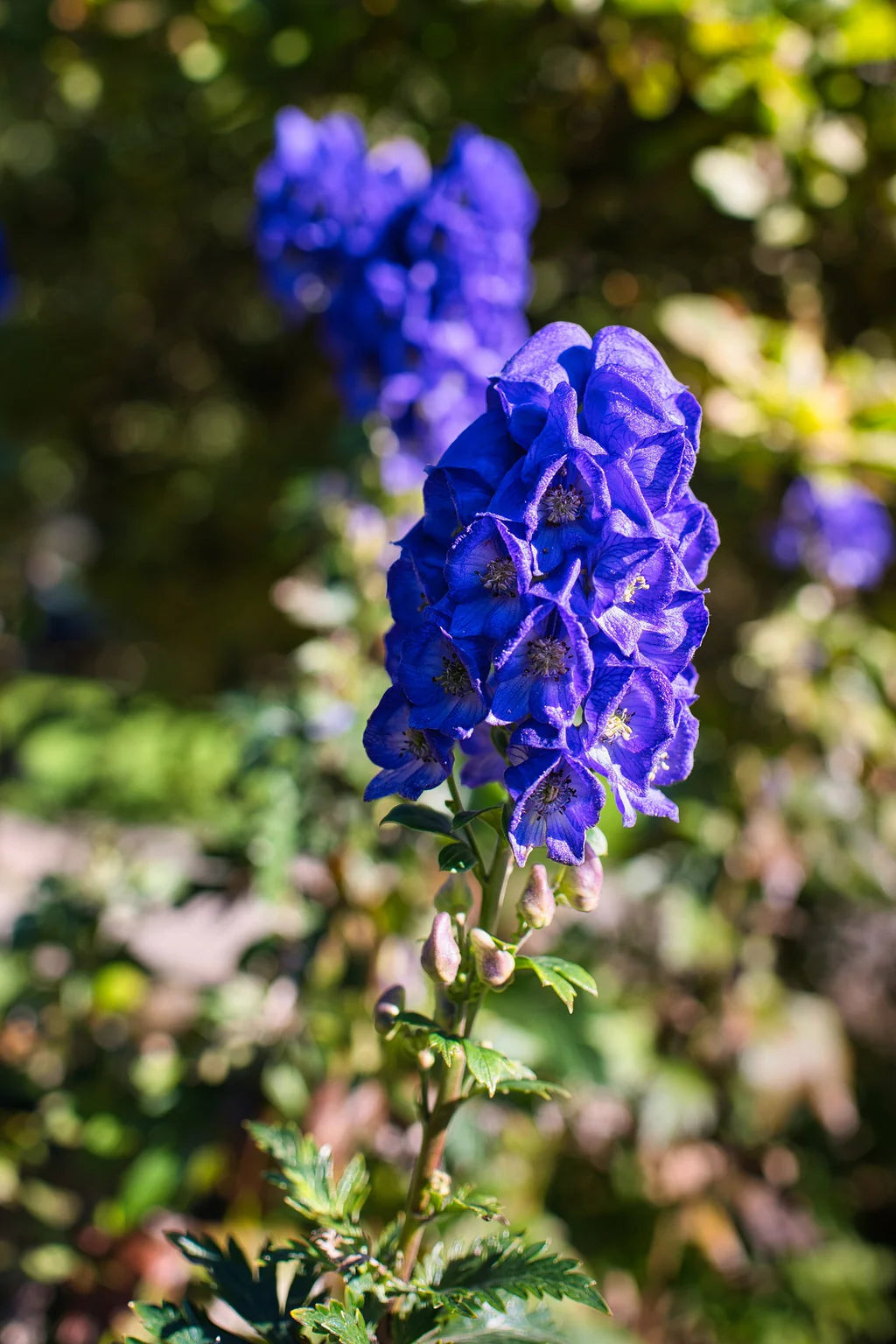 Monkshood Blau Blumensamen zur Aussaat – mehrjährige Blüten
