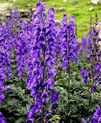 Aconitum napellus pflanzen in garten border