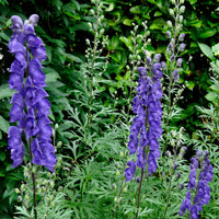 Blau aconitum carmichaelii blumen in garten borders