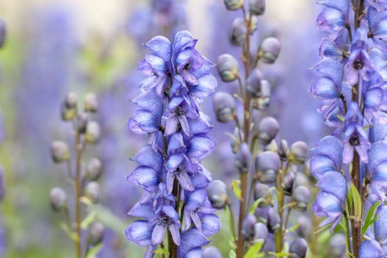 Wolfsbane Blumensamen zur Aussaat Halbschatten verträglich Traditionssorte & ohne Gentechnik Samen Hausgarten
