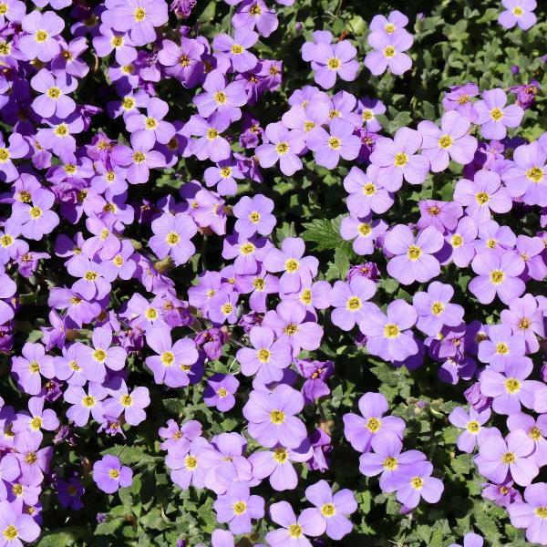 Aubretia Lila Blumensamen zur Aussaat ideal Rabatten Traditionssorte & ohne Gentechnik Samen Hausgarten