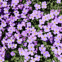 Aubretia Lila Blumensamen zur Aussaat ideal Rabatten Traditionssorte & ohne Gentechnik Samen Hausgarten