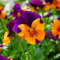 Orange Violett Stiefmütterchen Blumensamen zur Aussaat – kompakt Wuchs – Traditionssorte & ohne Gentechnik Samen Hausgarten