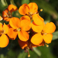 Orange Siberian Wallflower Samen zur Aussaat – leuchtend Blüten