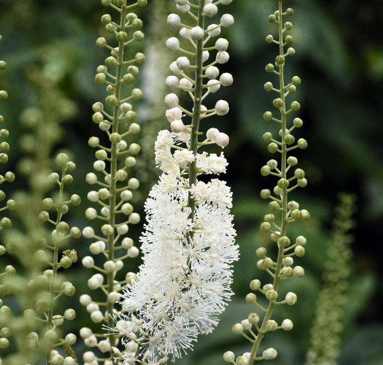 Actaea pachypoda showing distinctive weiß berries