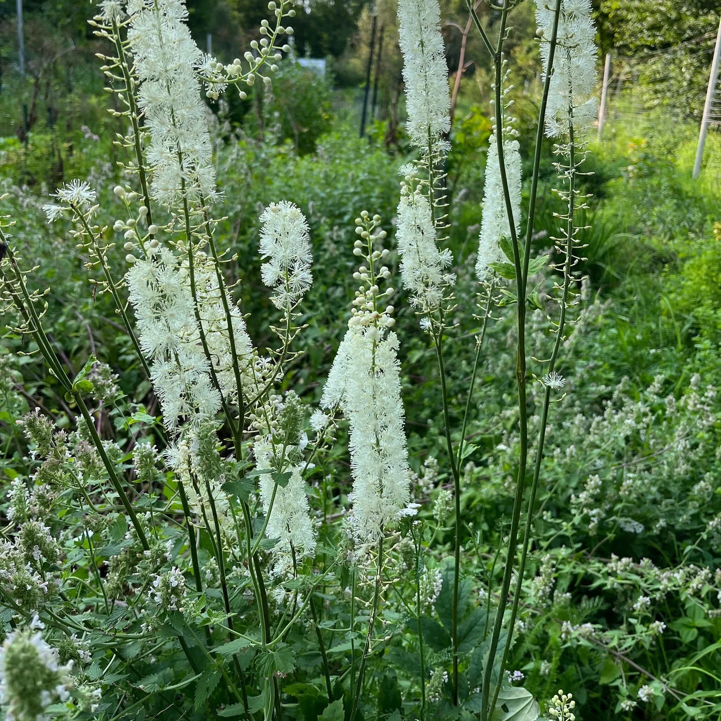 Weiß Racemosa Blumensamen zur Aussaat – hochwertige Qualitäts- – Traditionssorte & ohne Gentechnik Samen Hausgarten