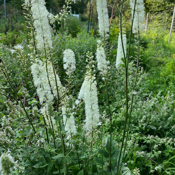 Weiß Racemosa Blumensamen zur Aussaat – hochwertige Qualitäts- – Traditionssorte & ohne Gentechnik Samen Hausgarten