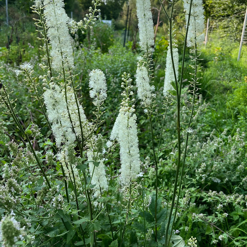 Weiß Racemosa Blumensamen zur Aussaat – hochwertige Qualitäts- – Traditionssorte & ohne Gentechnik Samen Hausgarten
