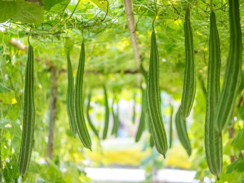 Acutangula samen für aussaat in home gemüse gardens