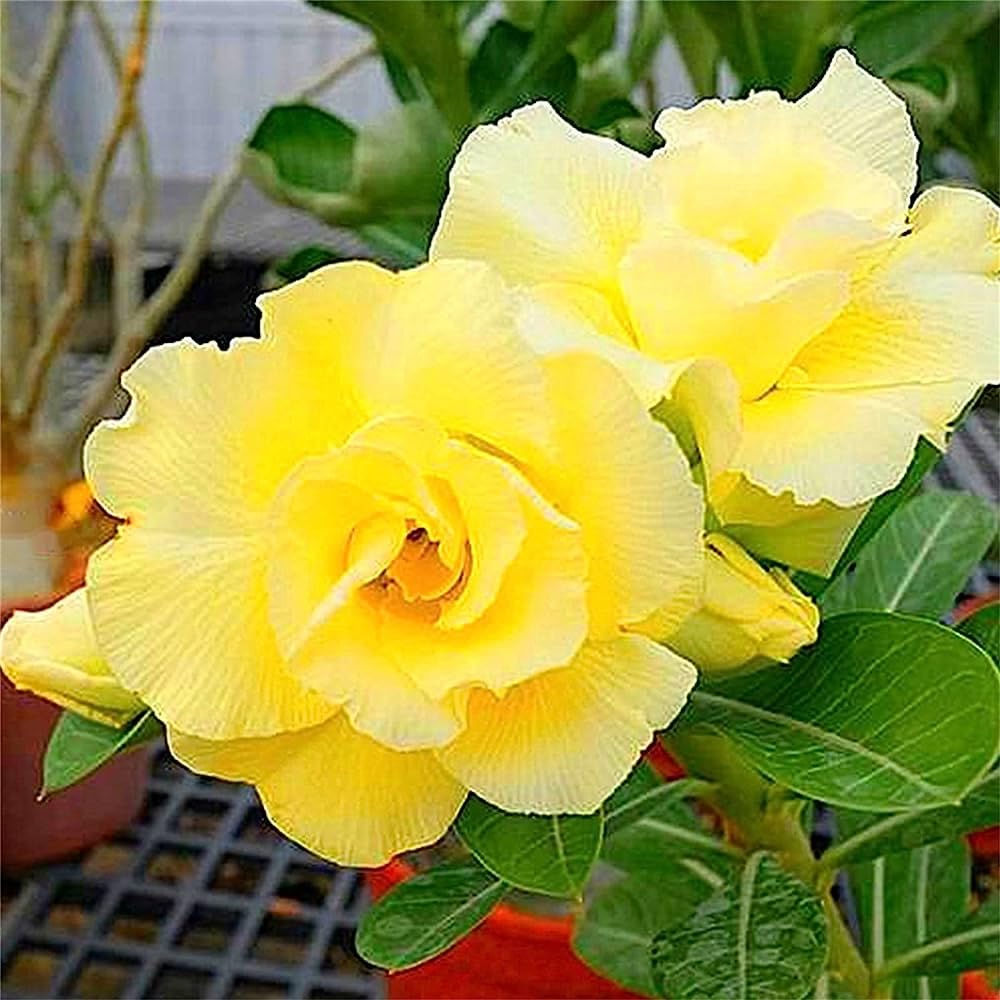 hell Lemon Wüstenrose Blumensamen für eine farbenfrohe Aussaat