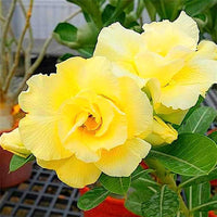 hell Lemon Wüstenrose Blumensamen für eine farbenfrohe Aussaat