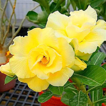 hell Lemon Wüstenrose Blumensamen für eine farbenfrohe Aussaat