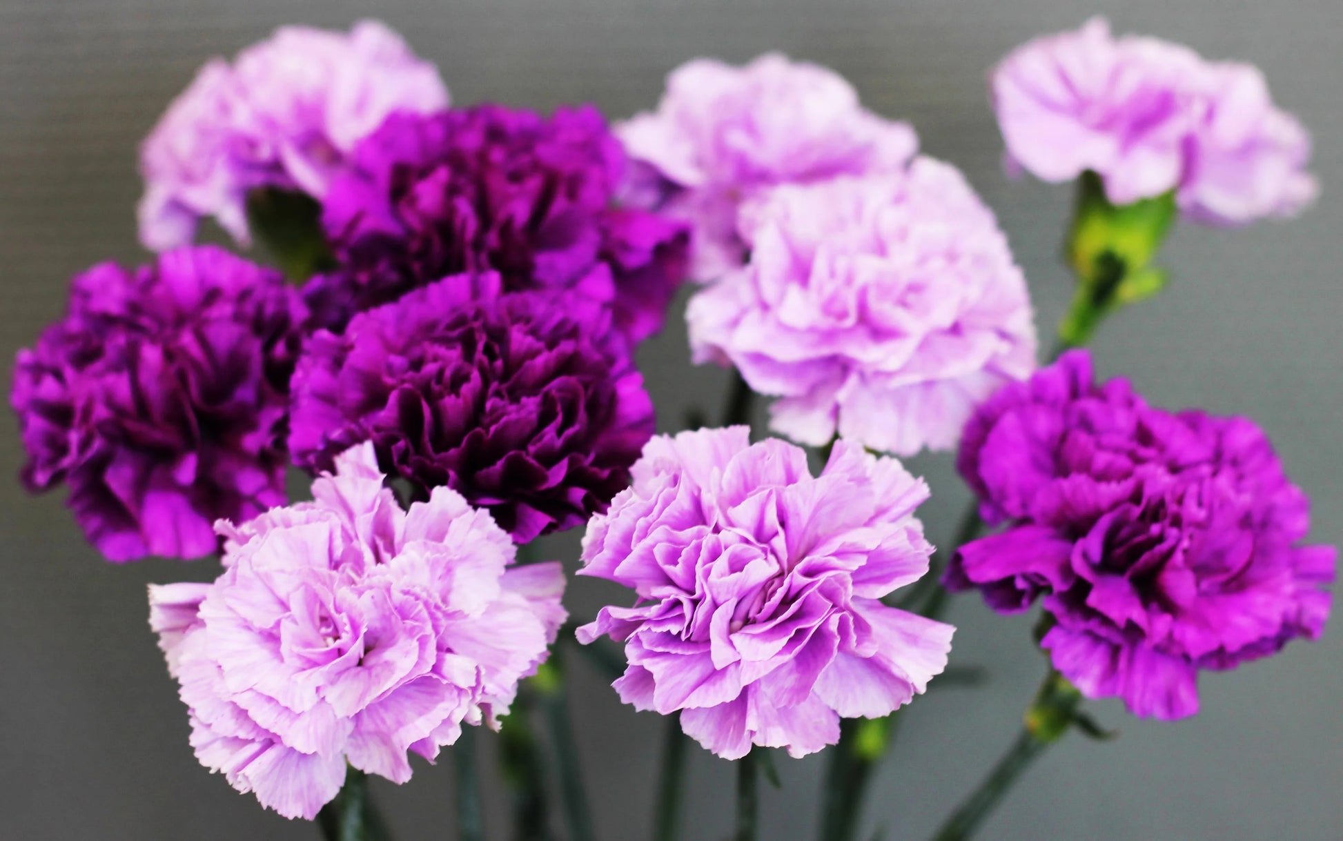Lavendel Carnations Blumensamen zur Aussaat ideal Rabatten Traditionssorte & ohne Gentechnik Samen Hausgarten