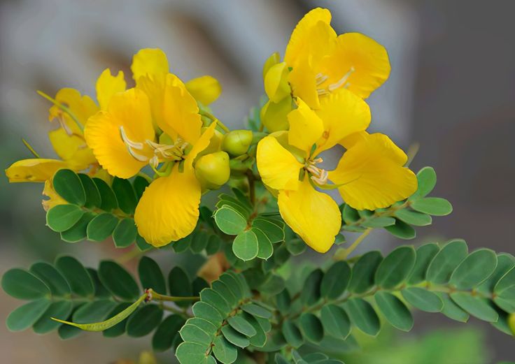 Cassia Occidentalis Blumensamen zur Aussaat leuchtend Traditionssorte & ohne Gentechnik Samen Hausgarten