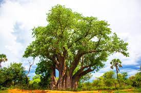 White night-blooming flower of the Baobab Tree