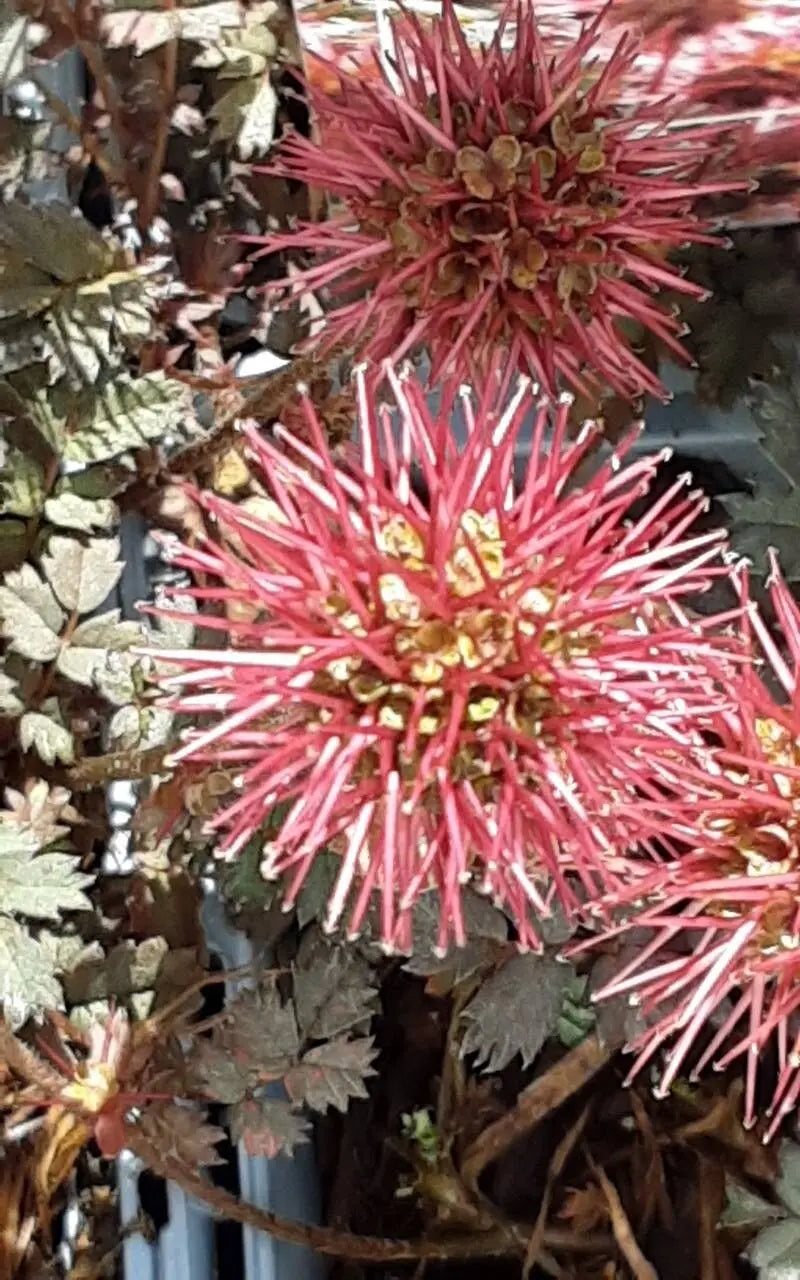 Traditionssorte Acaena Microphylla Blumensamen zur Aussaat Garten beliebt Traditionssorte & ohne Gentechnik Samen Hausgarten