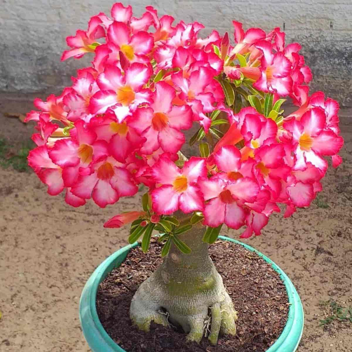 Adenium arabicum samen for vibrant desert rose blooms
