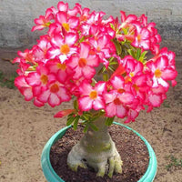Adenium arabicum samen for vibrant desert rose blooms
