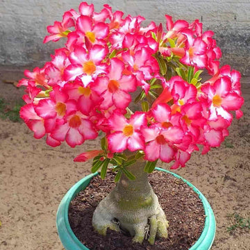 Adenium arabicum samen for vibrant desert rose blooms
