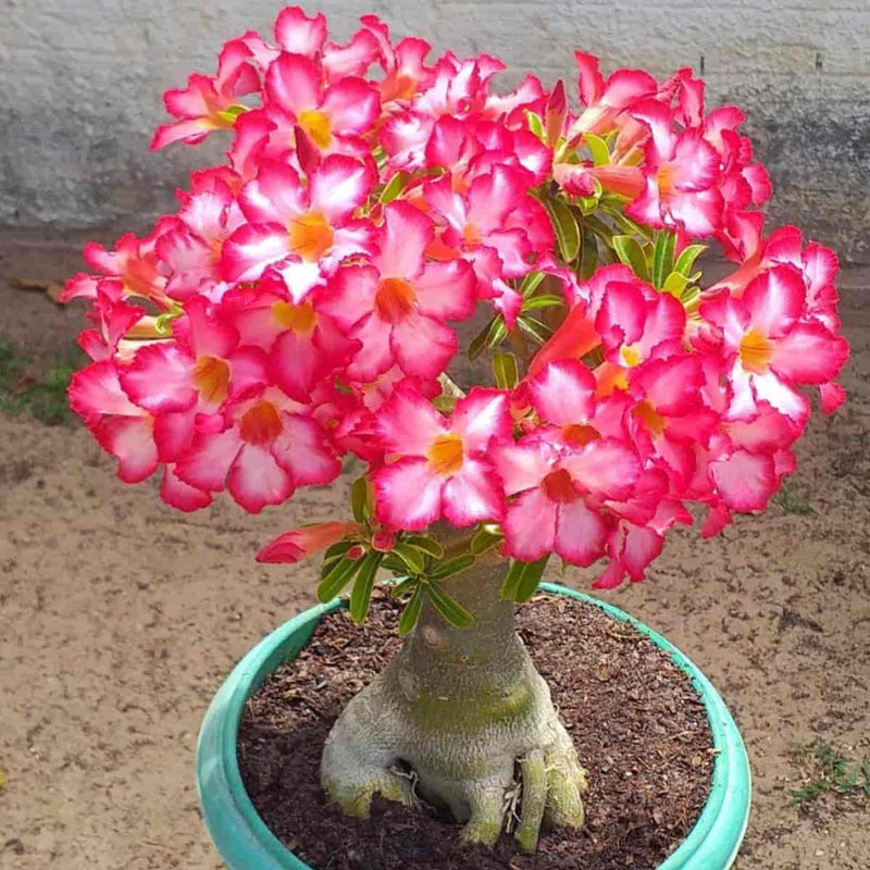 Adenium arabicum samen for vibrant desert rose blooms
