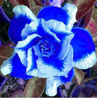 Blau and weiß adenium blume samen for anpflanzung