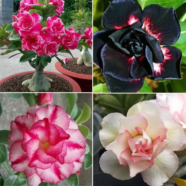 Adenium desert rose blau blume samen for garten töpfen