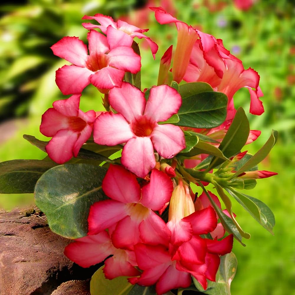 Adenium desert rose samen for anpflanzung