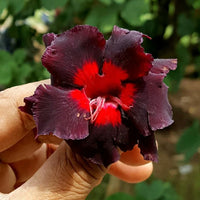 Adenium blume samen for anpflanzung vibrant desert roses