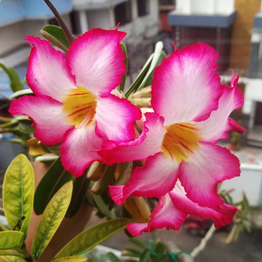 Adenium mixed desert roses blooming outdoors