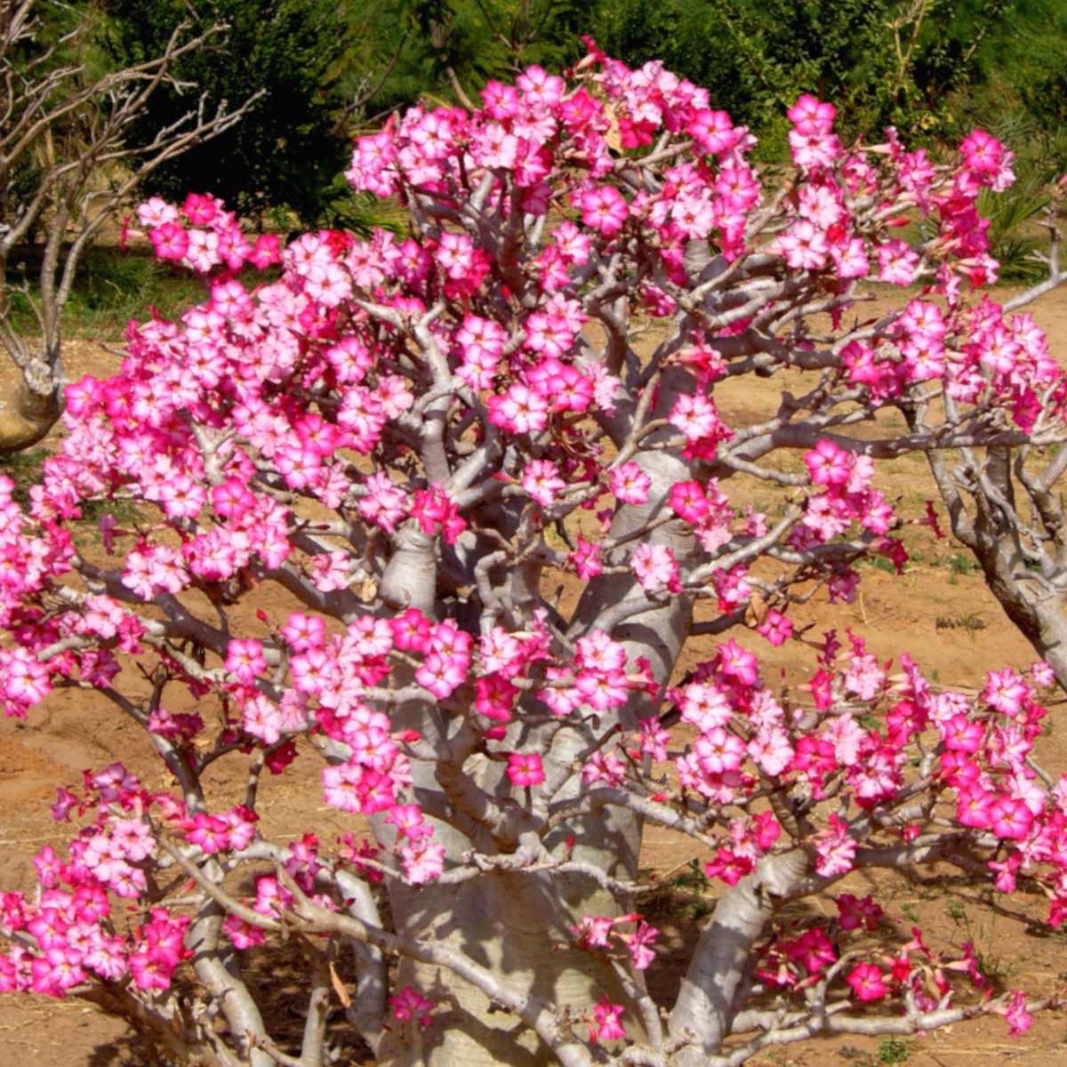 Assorted adenium varieties in vibrant colors