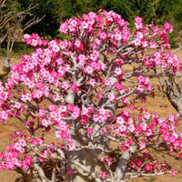 Assorted adenium varieties in vibrant colors